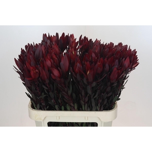 Leucadendron Saf Sunset Dark R.