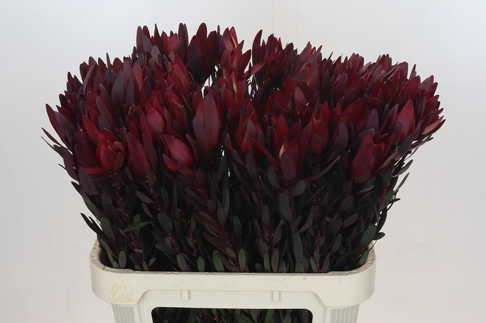 <h4>Leucadendron Saf Sunset Dark R.</h4>