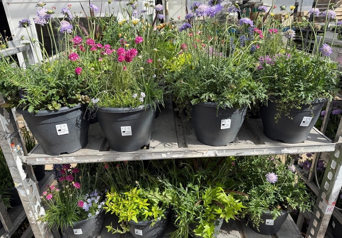 <h4>VASTE PL GEM IN POT</h4>