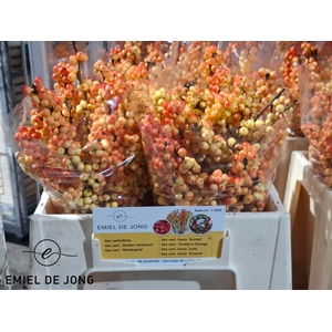 ILEX ILEXIA VICTORIA