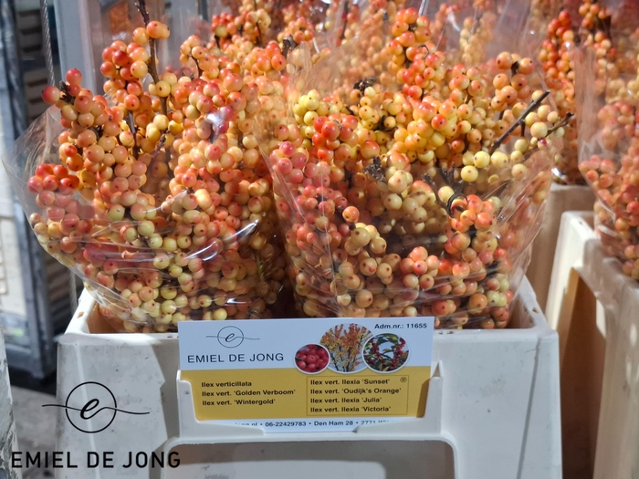 <h4>ILEX ILEXIA VICTORIA</h4>