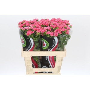 Dianthus Br Doblino Salmon