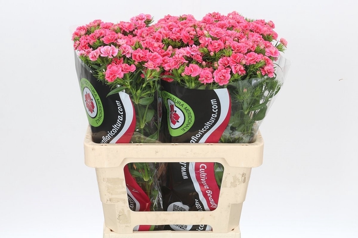 <h4>Dianthus Br Doblino Salmon</h4>