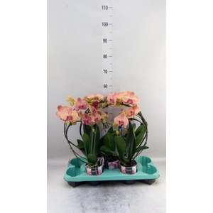 Phalaenopsis   ...