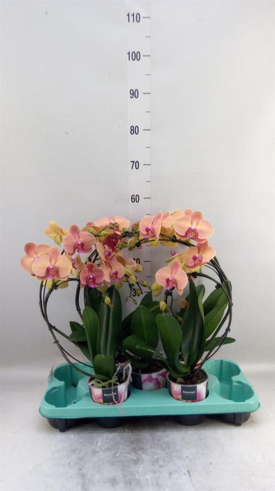 <h4>Phalaenopsis   ...</h4>