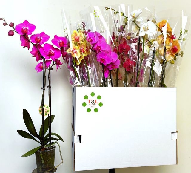 <h4>Phal Gem 7 Kl</h4>