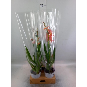 Burrageara  'Nelly Isler'