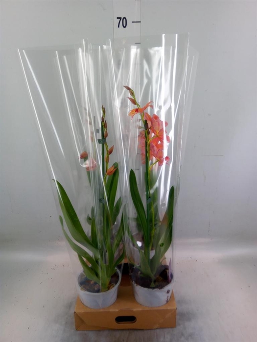 <h4>Burrageara  'Nelly Isler'</h4>