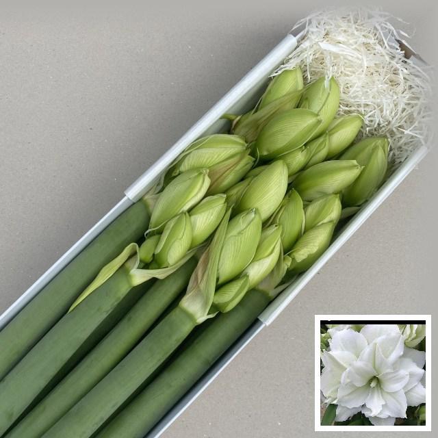 <h4>HIPP DG WIMBLEDON</h4>