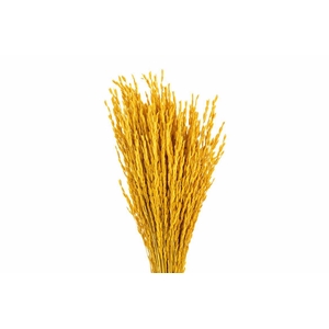 Dried Rice Oryza Yellow Bunch