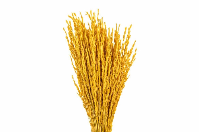 <h4>Dried Rice Oryza Yellow Bunch</h4>