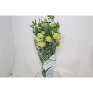 LISIANTHUS ROSANNE II GREEN 060 CM
