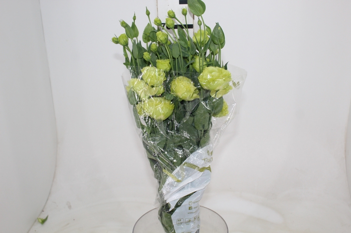 <h4>LISIANTHUS ROSANNE II GREEN 060 CM</h4>