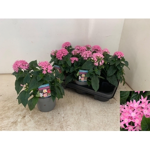 PENT STARCLUSTER ROS