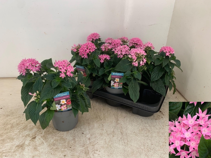 <h4>PENT STARCLUSTER ROS</h4>