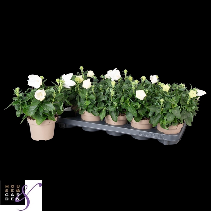 <h4>PLATYCO GR ASTRA WHI</h4>