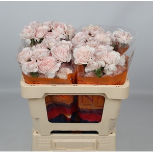 DI ST BRIDAL DAMASCU