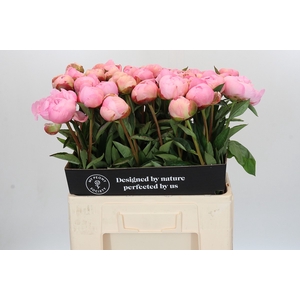 Paeonia Albert Crousse