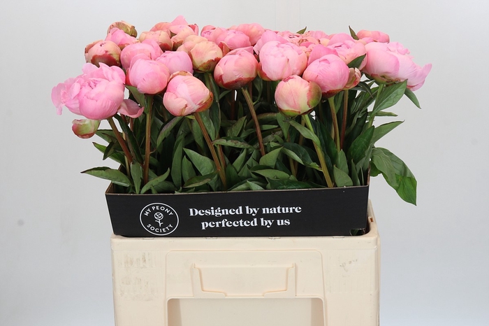 Paeonia Albert Crousse