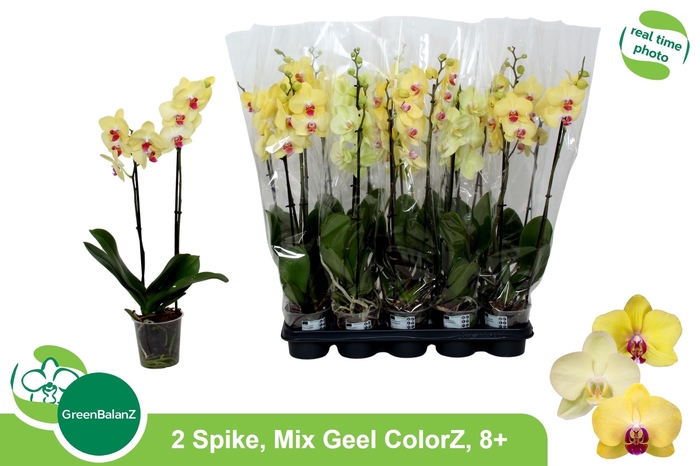 <h4>PHAL OV GEEL</h4>