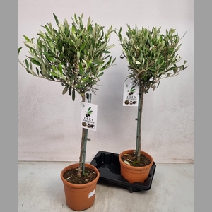 OLEA EUROPAEA