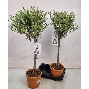 OLEA EUROPAEA