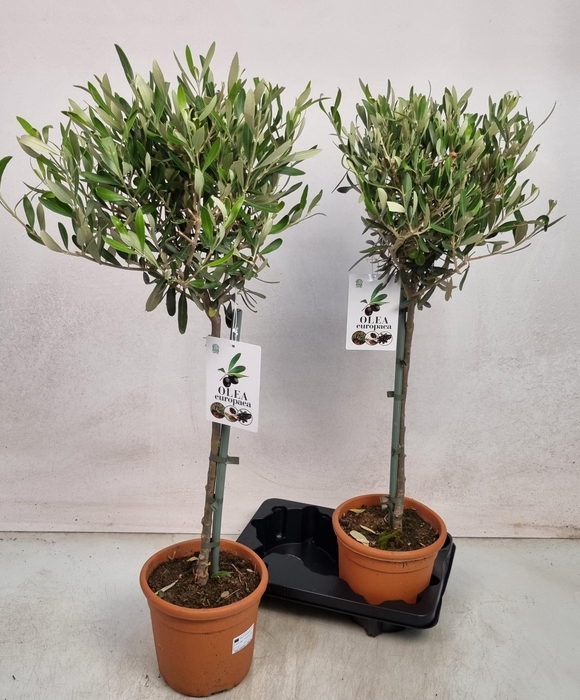 <h4>OLEA EUROPAEA</h4>