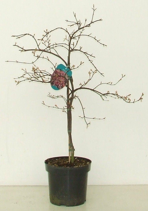 <h4>Acer palmatum 'Orangeola' P26</h4>