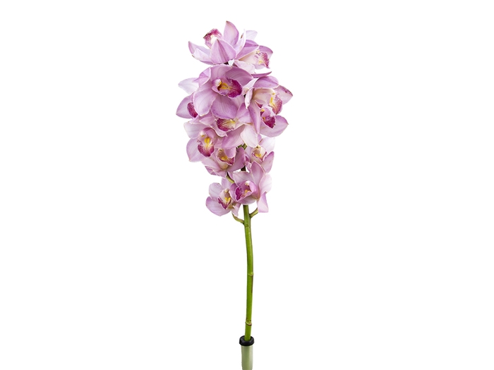 CYMBIDIUM HT 10/14 FLS ROSA