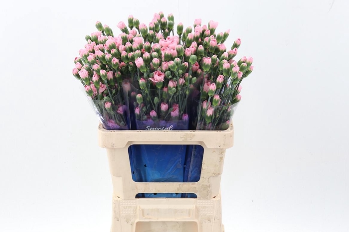 <h4>Di Tr Cupid hi</h4>