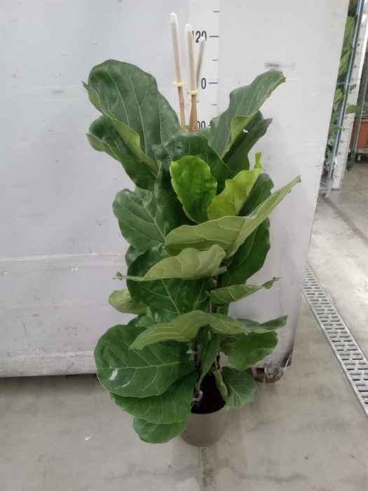 <h4>Ficus lyrata</h4>