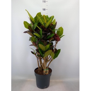 Codiaeum var. GR 'Petra'