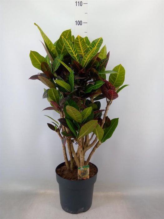 <h4>Codiaeum var. GR 'Petra'</h4>