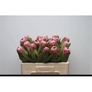 PROTEA CARNIVAL