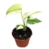 Monstera Mint