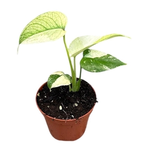 Monstera Mint