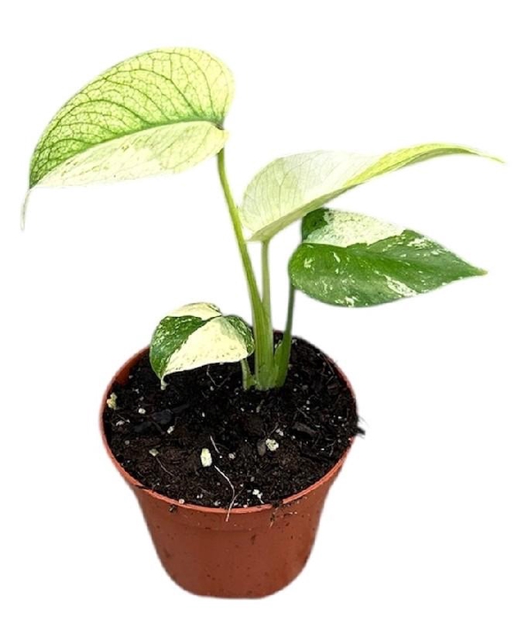 Monstera Mint
