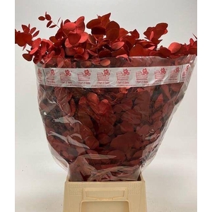 EUC CIN KLB P BOS H%