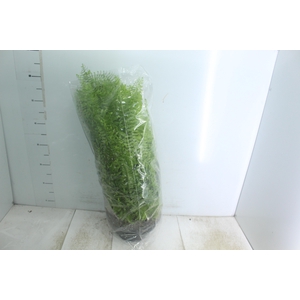 SAMAMBAIA AMERICANA C25