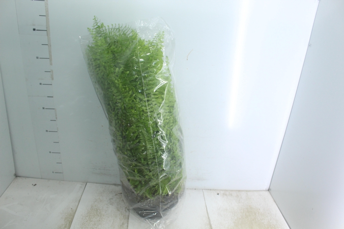 <h4>SAMAMBAIA AMERICANA C25</h4>