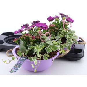 ARR TUINPLANTEN