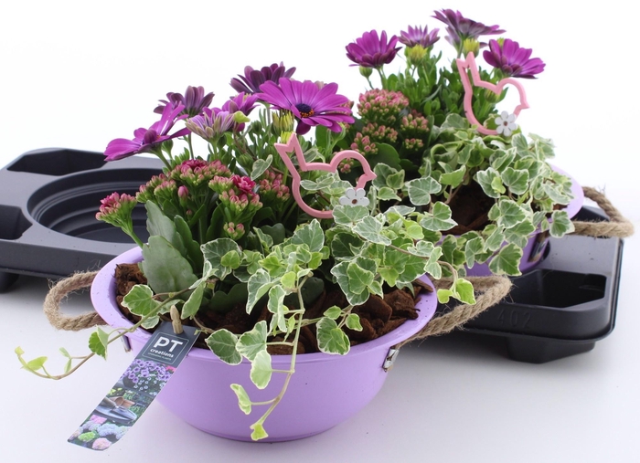 <h4>ARR TUINPLANTEN</h4>