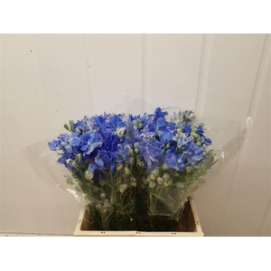 DELPH EL BIJOU AQUAMARINE