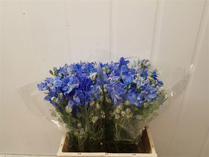 <h4>DELPH EL BIJOU AQUAMARINE</h4>