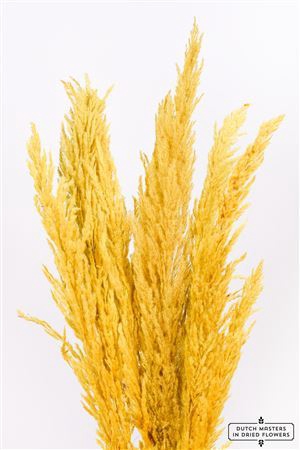 Dried Pampas Gras Yellow (8 Stems) Bunch