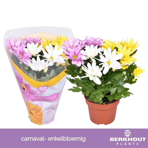 <h4>Chrysanthemum Indicum Carnaval Grp mix</h4>