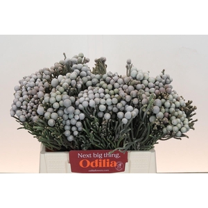 Kaaps Groen Silver Brunia