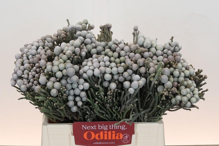 <h4>Kaaps Groen Silver Brunia</h4>