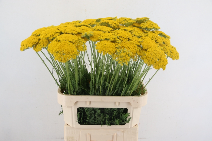 <h4>ACHIL F PARK VARIETY</h4>