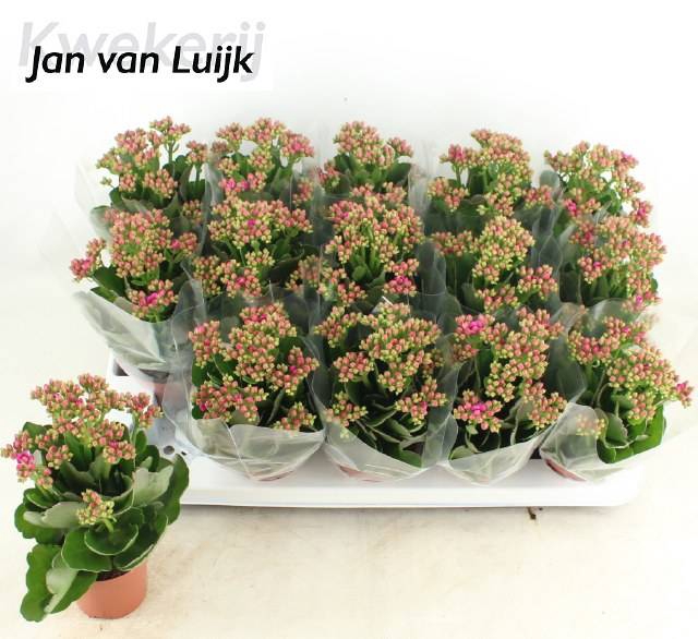 <h4>KALAN CALAN LUIJK AUGUSTA P9</h4>